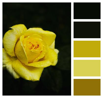 Flower Rose Yellow Rose Image